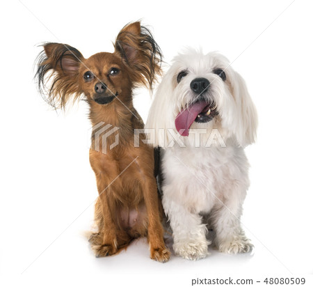 Russkiy Toy and Coton de Tulear Russkiy Toy and Coton de Tulear 48080509