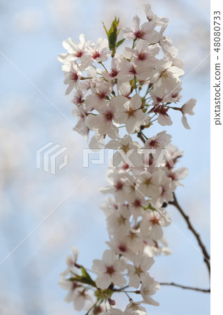 Cherry Blossoms Cherry Blossoms 48080733