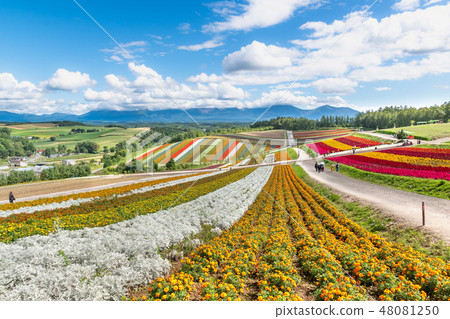 美瑛廣闊的花田 北海道美瑛鎮的旅遊形象 照片素材 圖片 圖庫