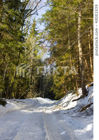 Winter forest landscape 48081939