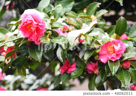 茶梅 茶梅 48082011