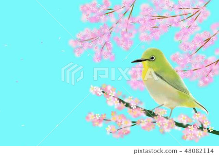 櫻花和葫蘆 櫻花和葫蘆 48082114