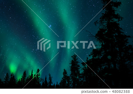 Aurora and forest Aurora and forest 48082388