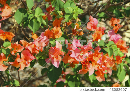 Lilac bougainvillea flowers blossoming in garden 48082607