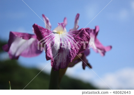 虹膜 虹膜 48082643