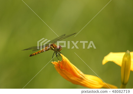 裁剪標記 裁剪標記 48082719