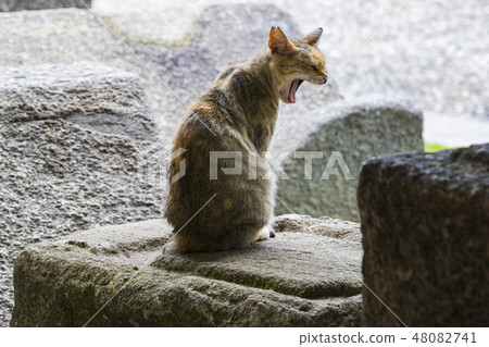 Street homeless cat without a master shot close-up Street homeless cat without a master shot close-up 48082741