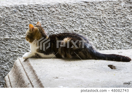 Street homeless cat without a master shot close-up Street homeless cat without a master shot close-up 48082743