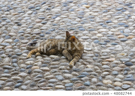 Street homeless cat without a master shot close-up Street homeless cat without a master shot close-up 48082744