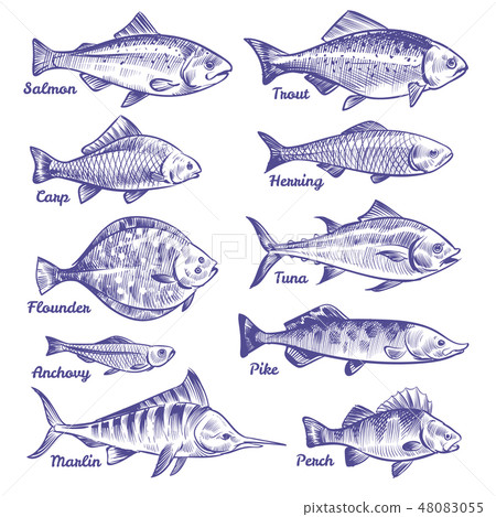 Hand drawn fishes. Ocean sea river fishes sketch fishing seafood herring tuna salmon anchovy trout 48083055
