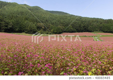 Red Soba no Sato / Minowa-cho Nagano Prefecture 48083485