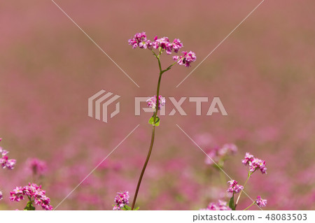 Red flower flower / Red soba no Sato / Nagano prefecture Minowa cho Red flower flower / Red soba no Sato / Nagano prefecture Minowa cho 48083503