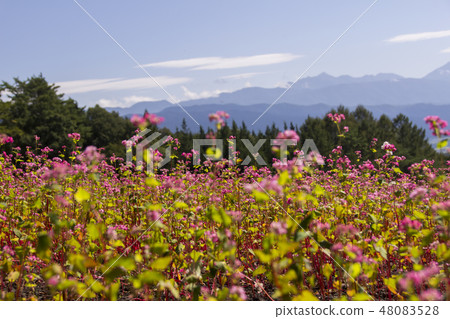 Red Soba no Sato / Minowa-cho Nagano Prefecture 48083528