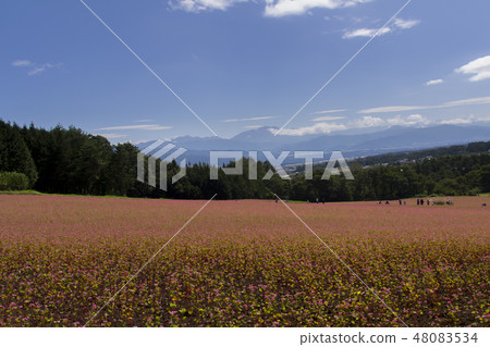 Red Soba no Sato / Minowa-cho Nagano Prefecture 48083534