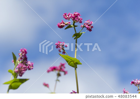 紅色花朵/紅色蕎麥麵沒有佐藤/長野縣Minowa cho 48083544