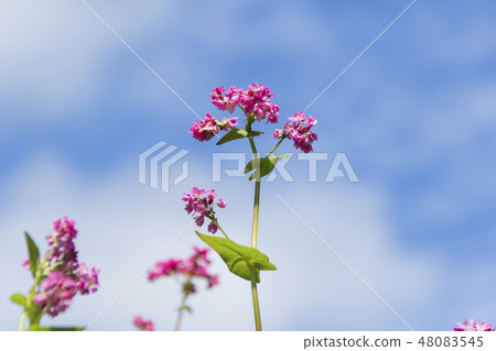 紅色花朵/紅色蕎麥麵沒有佐藤/長野縣Minowa cho 48083545