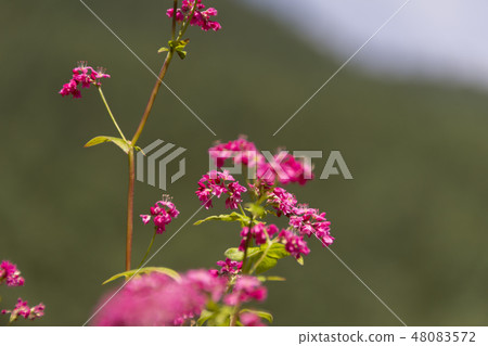 紅色花朵/紅色蕎麥麵沒有佐藤/長野縣Minowa cho 紅色花朵/紅色蕎麥麵沒有佐藤/長野縣Minowa cho 48083572