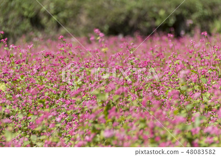 Red Soba no Sato / Minowa-cho Nagano Prefecture 48083582