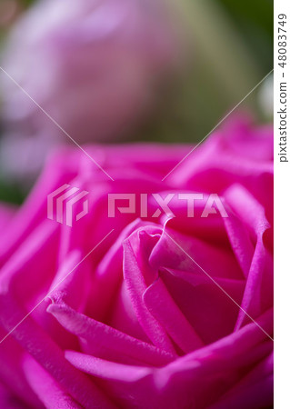 A collection of beautiful flowers 48083749