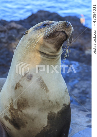 Sea Lion in the Galapagos Islands 48084031