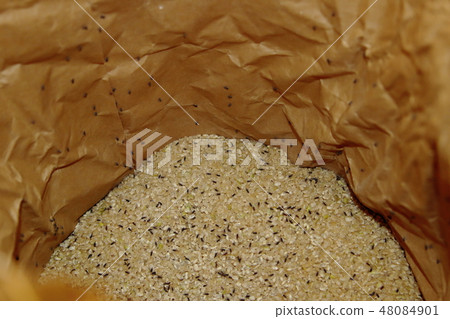 A rich weevil boils A rich weevil boils 48084901