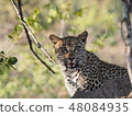Lees Kruger National Park 48084935