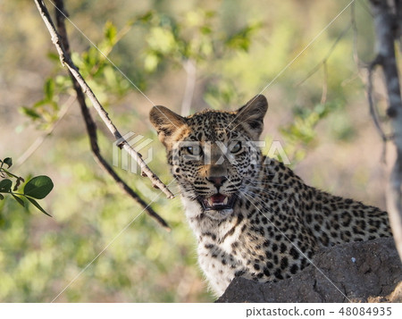 Lees Kruger National Park 48084935