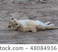 Lion sleeping down 48084936