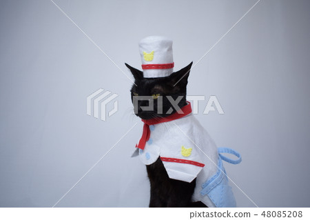 Pictures of black cats playing cosplay (cook) 48085208