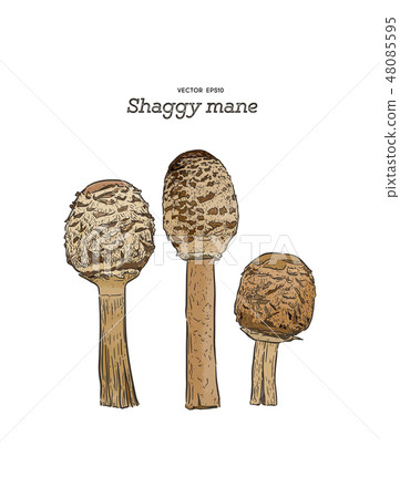 shaggy mane mushroom, hand draw sketch vector. shaggy mane mushroom, hand draw sketch vector. 48085595