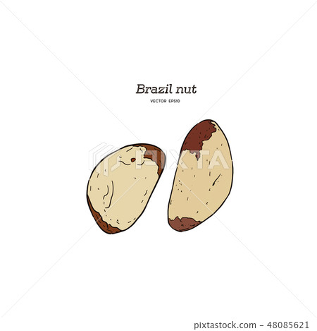 Brazil nut. Hand drawn vector illustration. 48085621