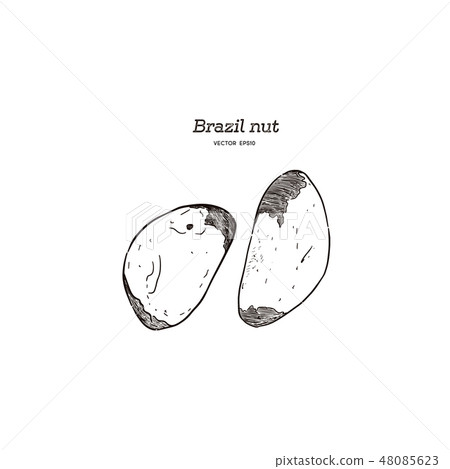 Brazil nut. Hand drawn vector illustration. Brazil nut. Hand drawn vector illustration. 48085623