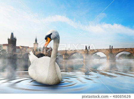 Swan in foggy morning 48085626
