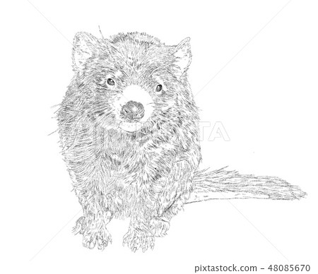 Tasmanian Devil 48085670