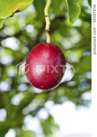 Fruit of Okinawa cloaca 48085856