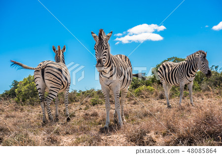 Three zebras over blue cloudy sky background 48085864