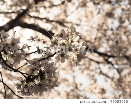 Sakura no Hana櫻花吉野櫻花 48085916