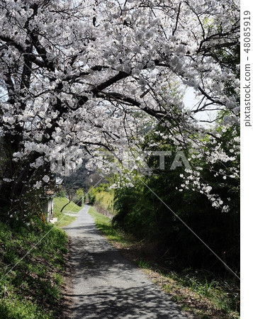 櫻花樹櫻花大豆吉野 48085919