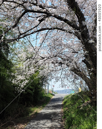 櫻花樹櫻花大豆吉野 櫻花樹櫻花大豆吉野 48085920
