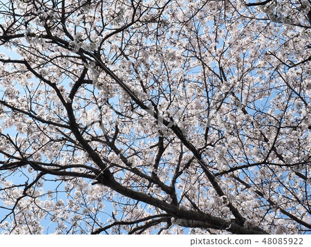 Sakura no Hana櫻花吉野櫻花 48085922