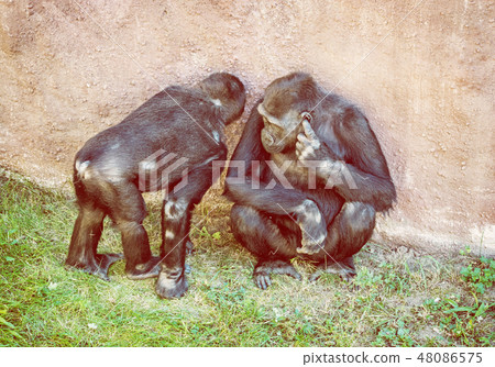Young Western lowland gorilla 48086575