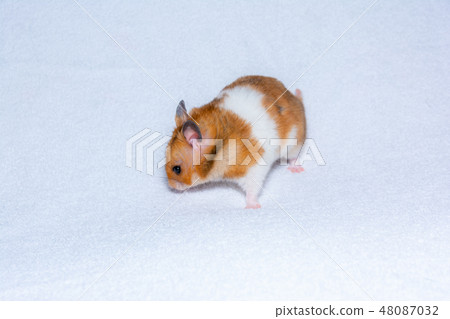 Golden hamster 48087032