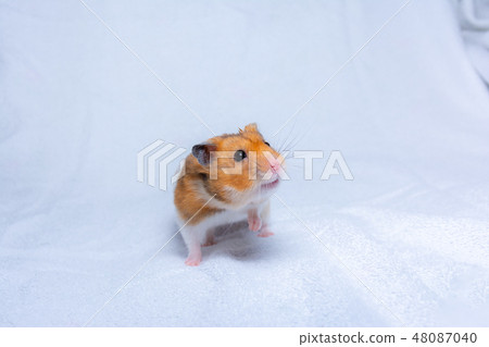 Golden hamster 48087040
