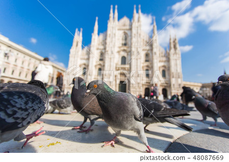 Travel, vacations, Italy and birds concept - Pigeons waiting for feed at street on Piazza del Duomo Travel, vacations, Italy and birds concept - Pigeons waiting for feed at street on Piazza del Duomo 48087669