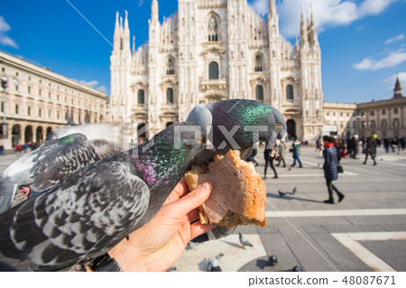 Travel, vacations, Italy and birds concept - Feeding pigeons on the Piazza del Duomo, Milano. 48087671