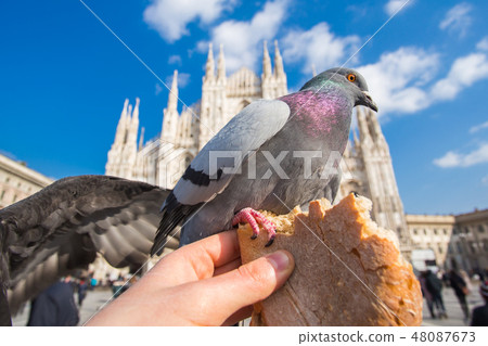 Travel, Italy and birds concept - Feeding funy pigeons from the hand in front of Duomo Cathedral Travel, Italy and birds concept - Feeding funy pigeons from the hand in front of Duomo Cathedral 48087673