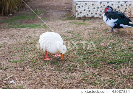 Domestic village ducks on green grass outdoors Domestic village ducks on green grass outdoors 48087824