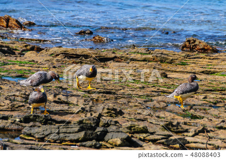 Flightless Steamer Ducks on Carcass Island 48088403