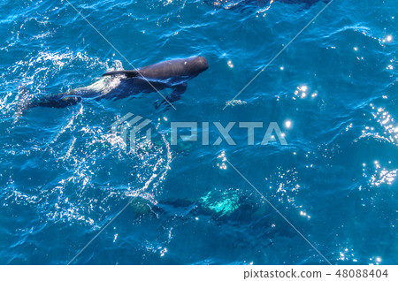 Long-Finned Pilot Whales in the Southern Atlantic Ocean 48088404