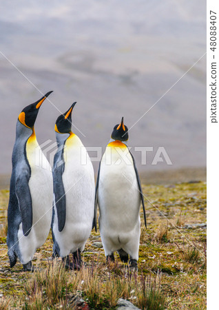 Three King Penguins at Fortuna Bay 48088407